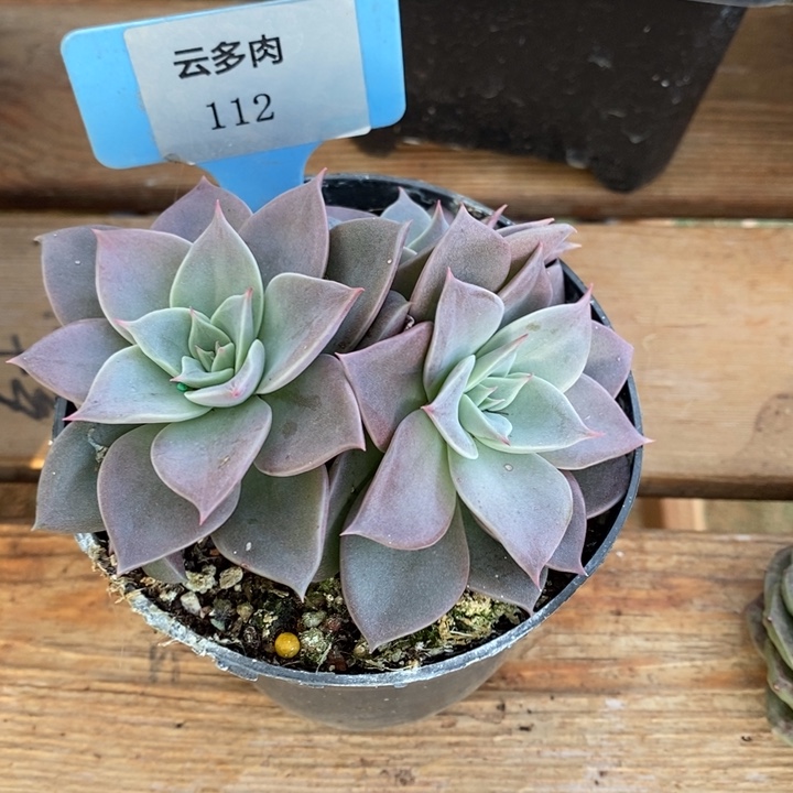 D112- 直播福利 米奇