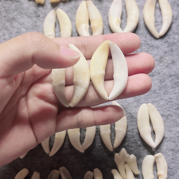 非金属无原生黑牙2对带点瑕疵