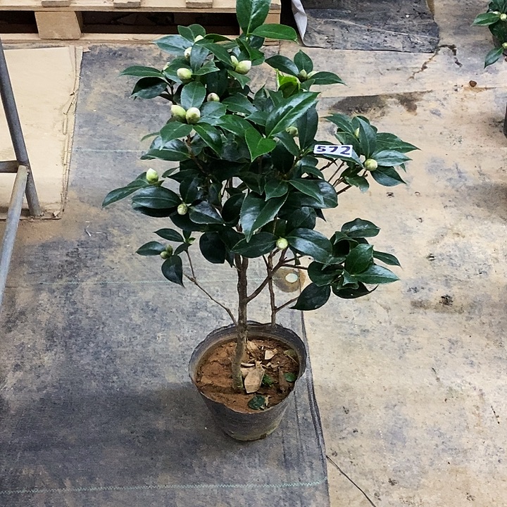 白喷茶花。     572。   