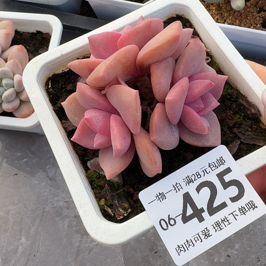 彩虹糖多肉无盆土发货无盆