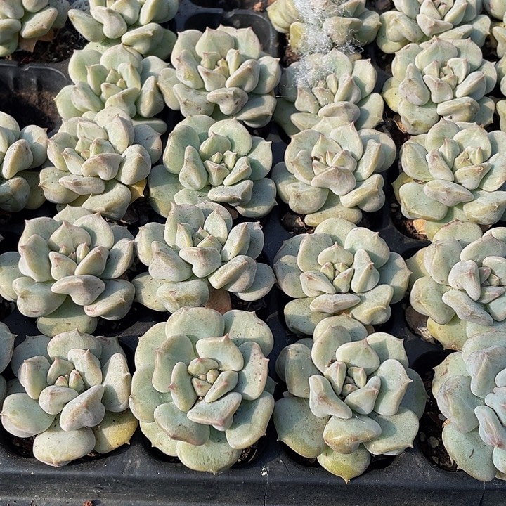 小超奶1元带土发货