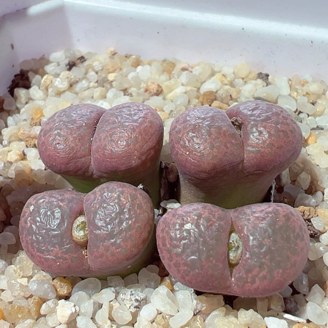 101-169多肉多日1850流苏