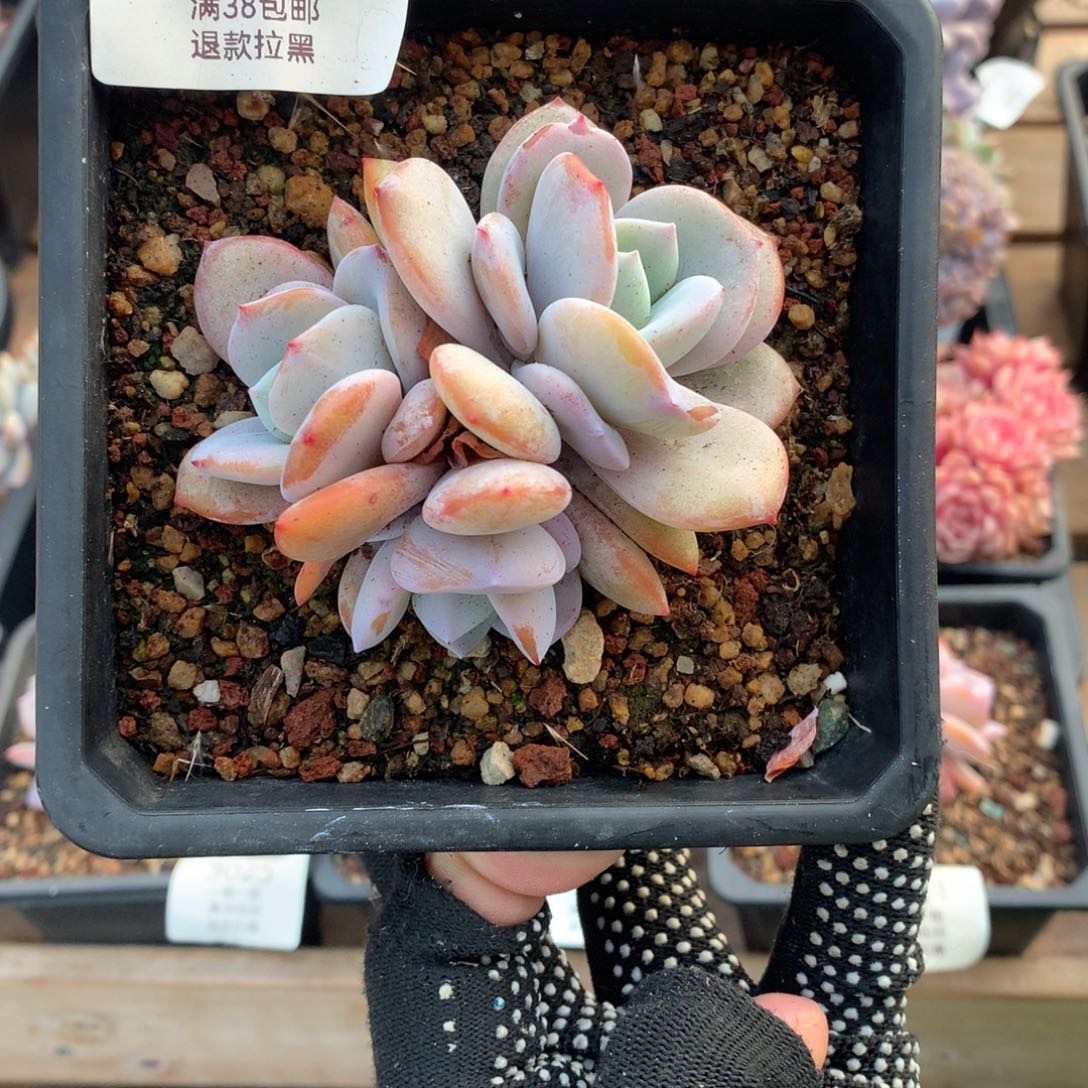 9厘米三头奶茶多肉3017