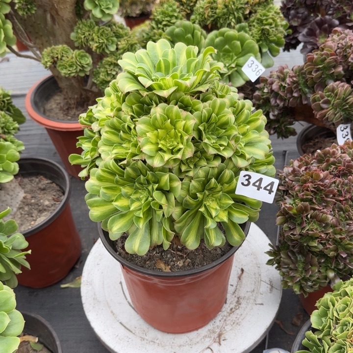 多肉植物琉璃344号