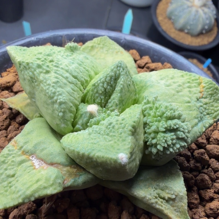 嫩黄雕花珊瑚外星怒