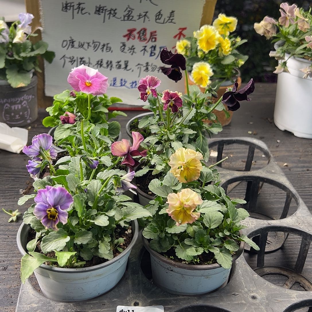 大部分花苞少量开放457号