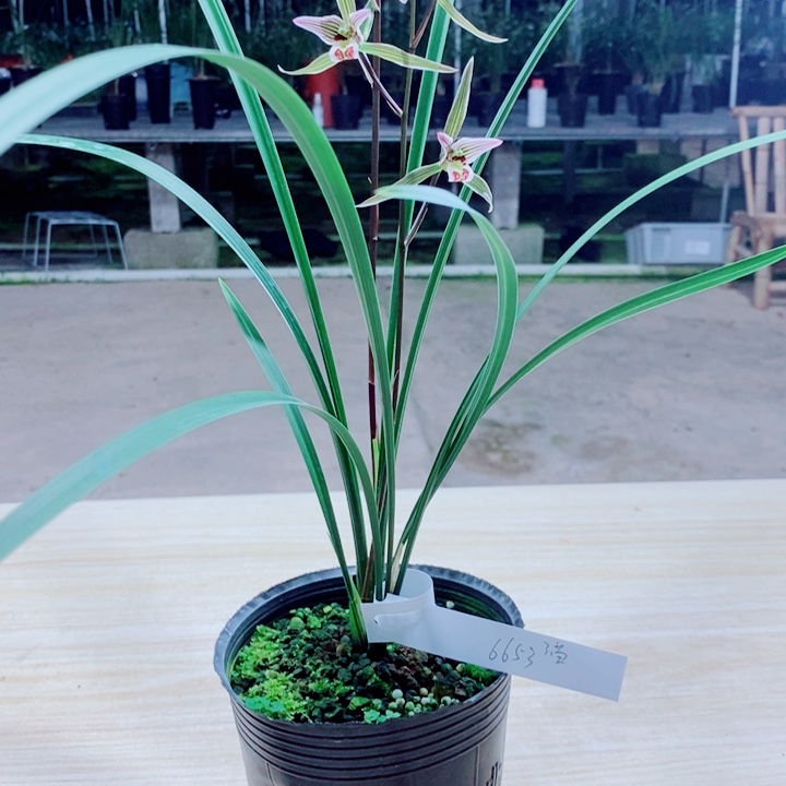水***～完全开放寒兰带花的细叶寒兰