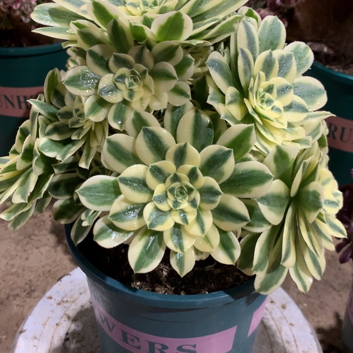 706迈巴赫多肉植物