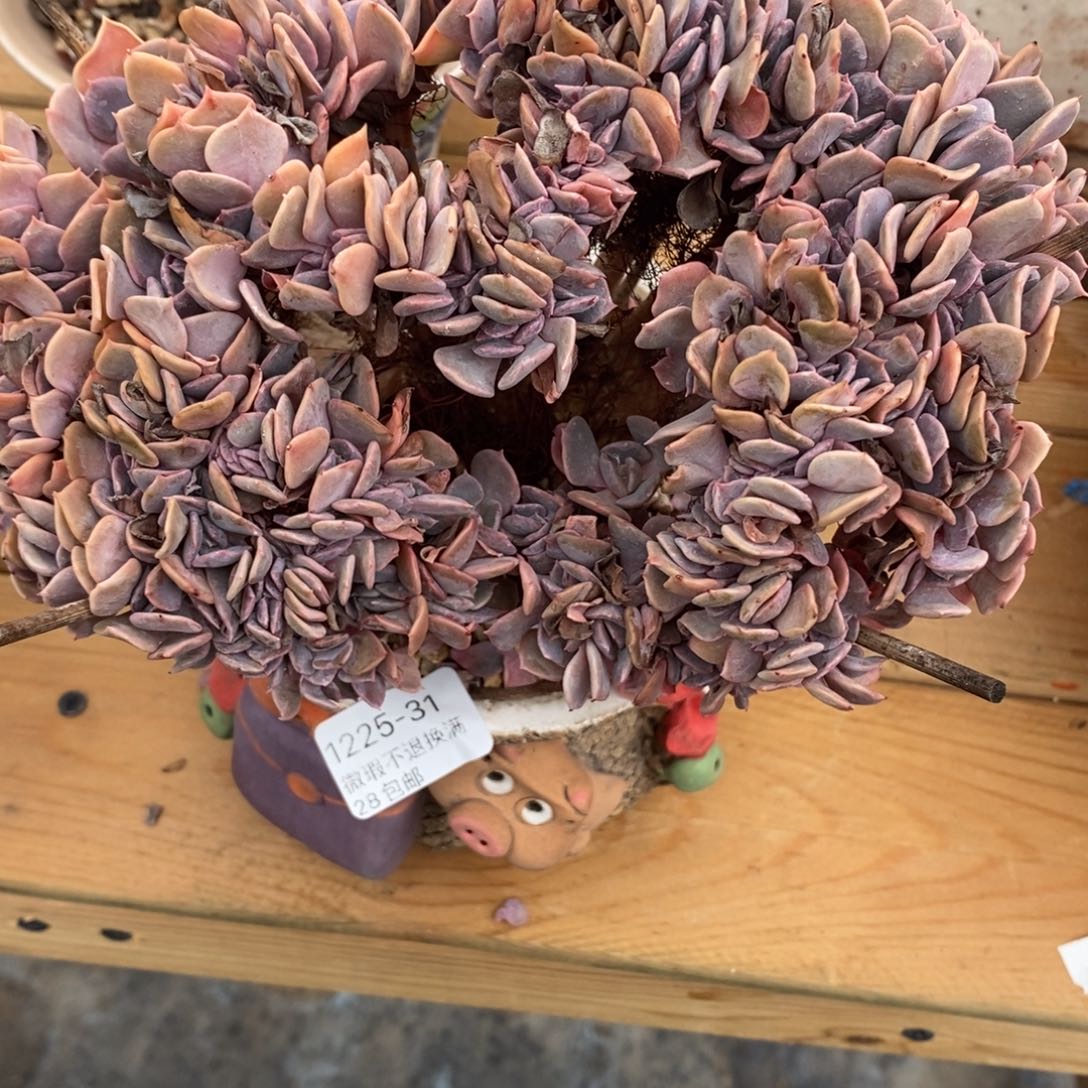 独***闲31号多肉福利啦吗啦啦