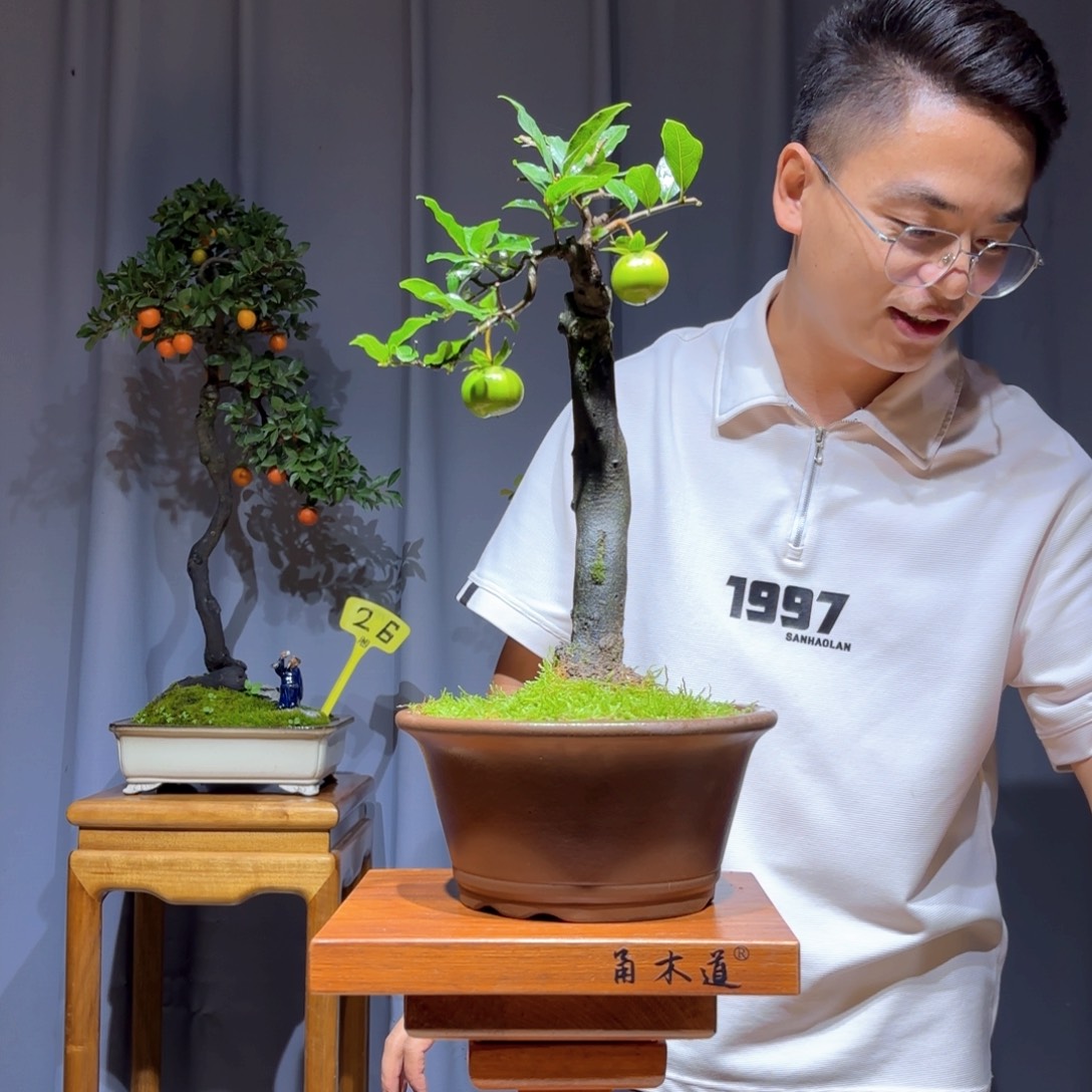 周***珊无花朵金弹子是真的好看