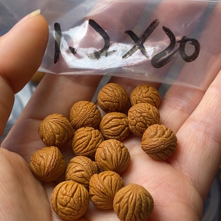 文玩核桃手串秦岭野生龙纹桃核12