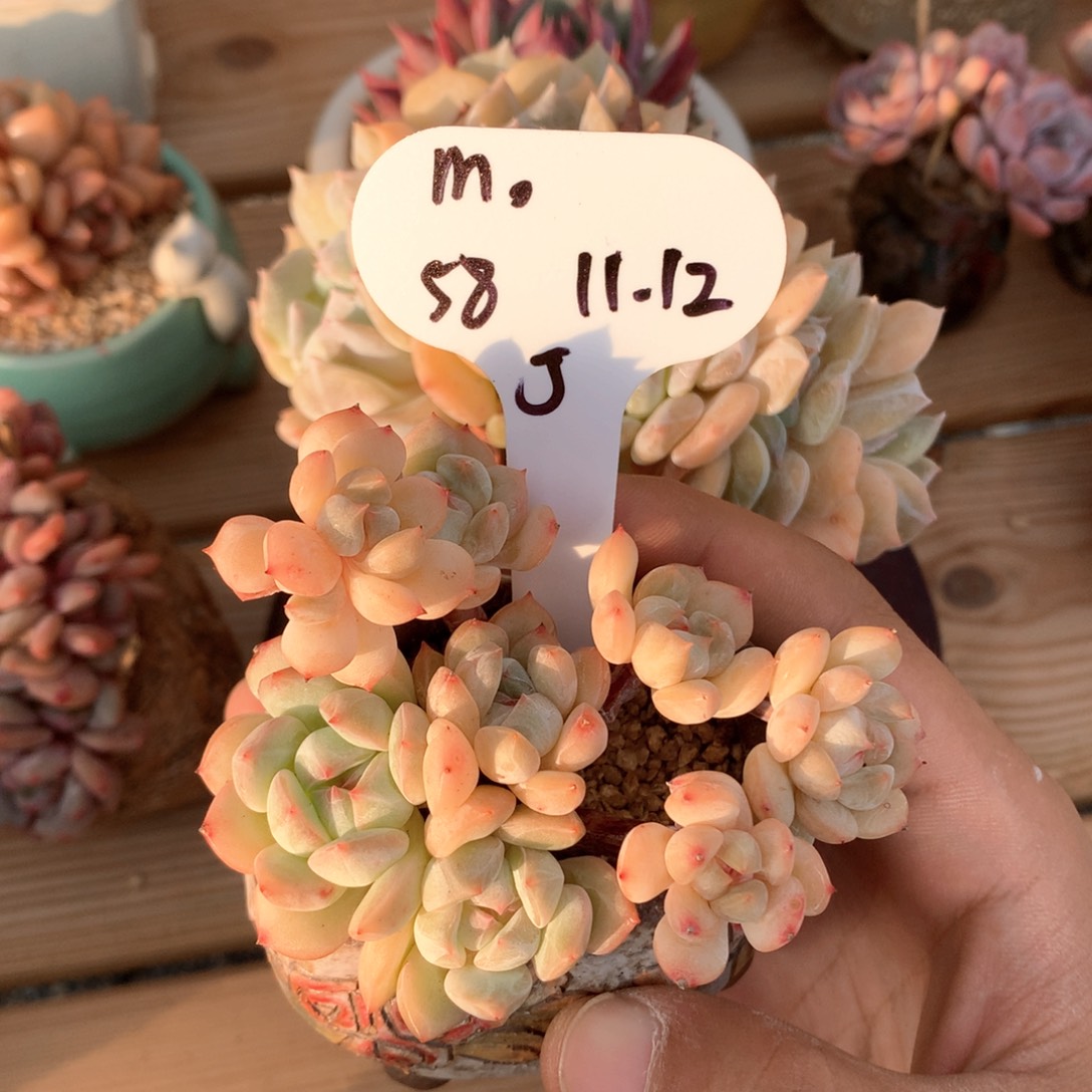 m***。梦梦熊9头自然群一物一拍