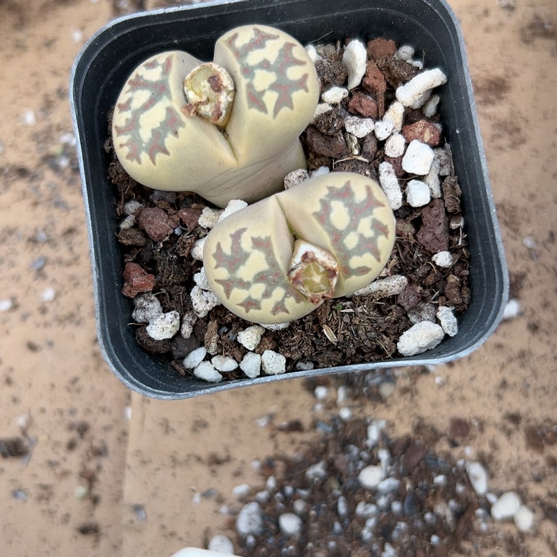 多肉植物多肉植物