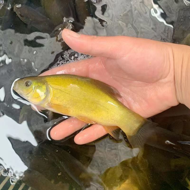 正宗丁桂鱼耐寒抗冻丁贵鱼丁岁鱼冷水鱼淡水池塘养殖观赏鱼