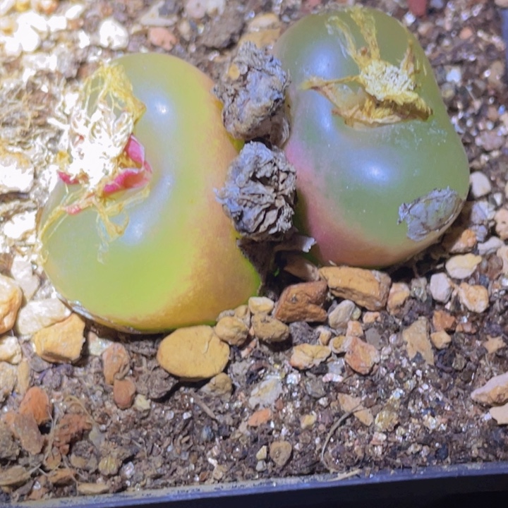 58555656585867988888877