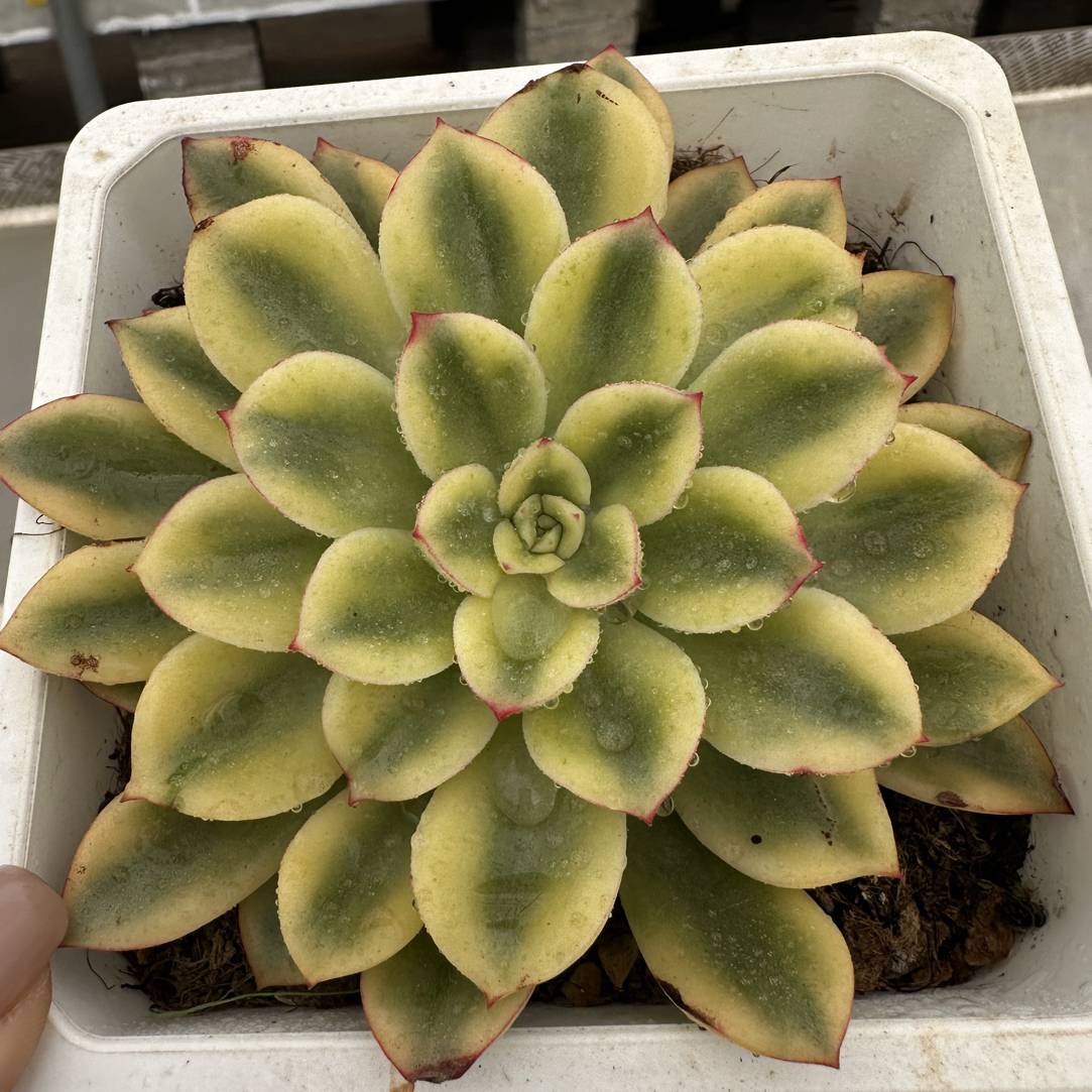 紫梦锦，多肉植物