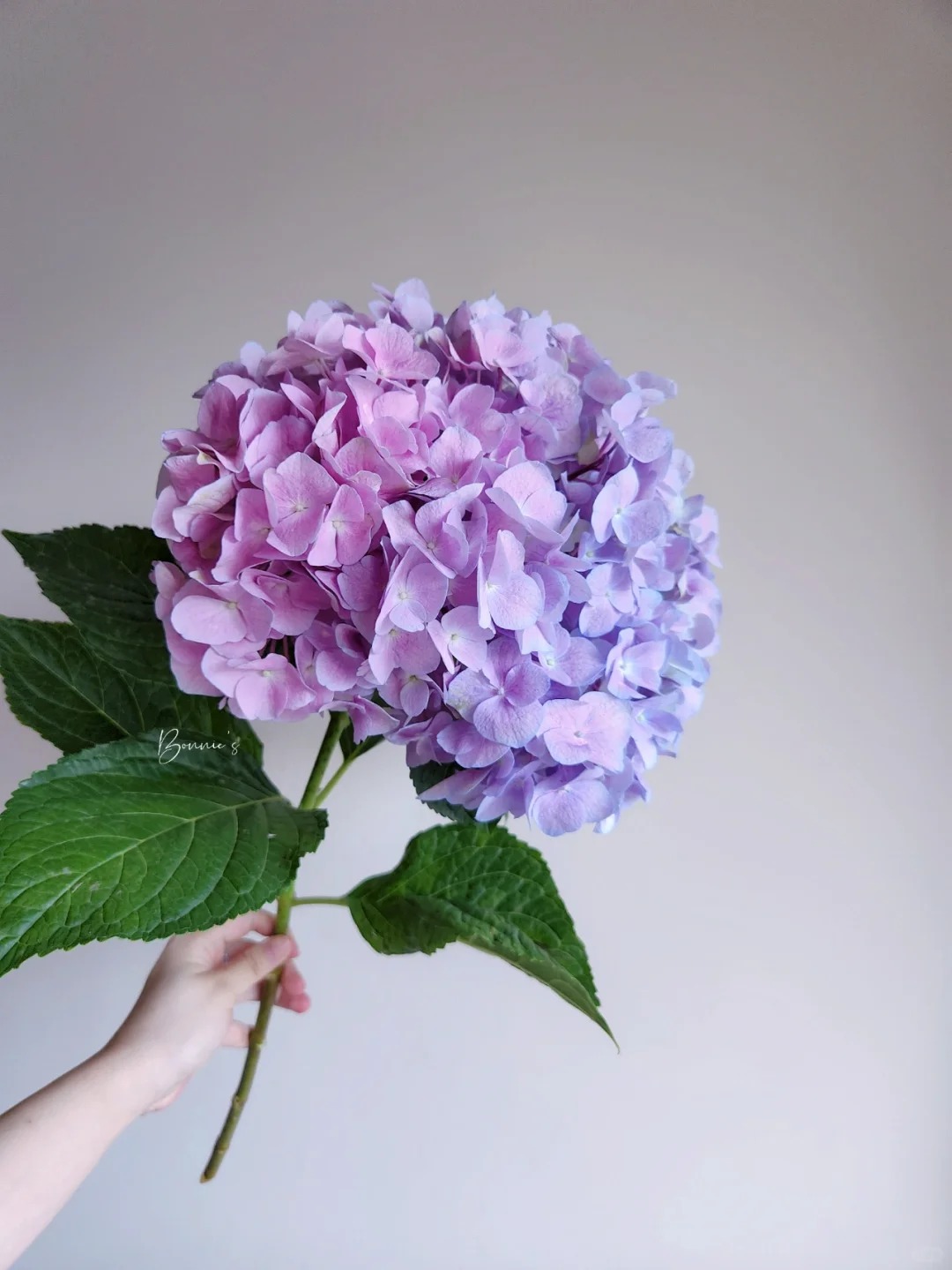 【粉色】2枝小头绣球鲜切花云南顺丰直发