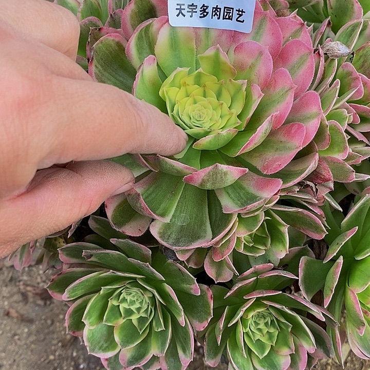多肉海仙732多肉植物
