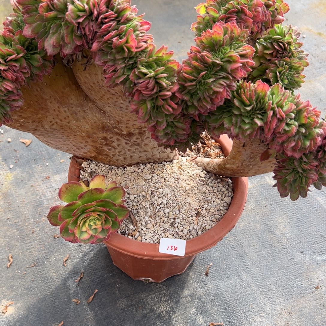 八***后154海王缀多肉多肉多肉