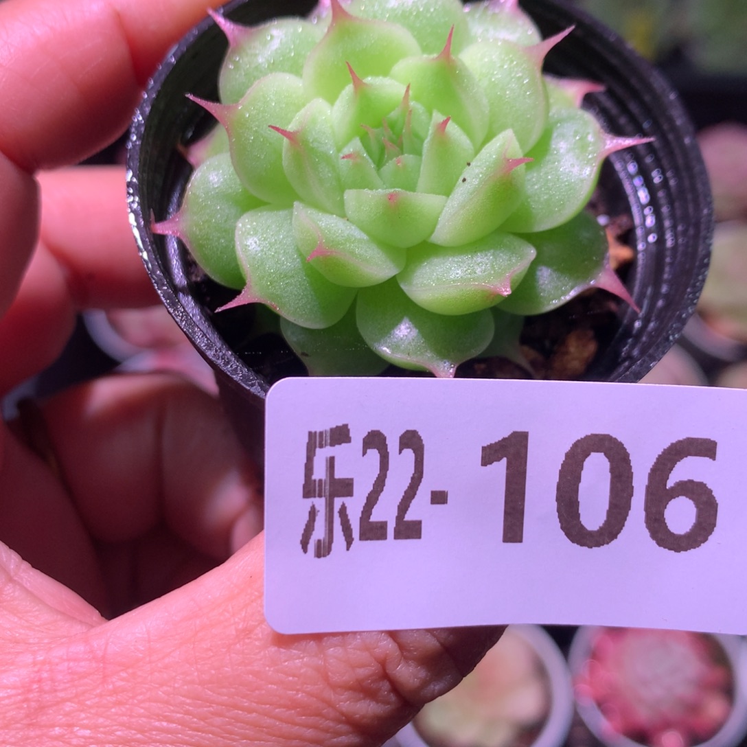 乐然22-106 海王单头 