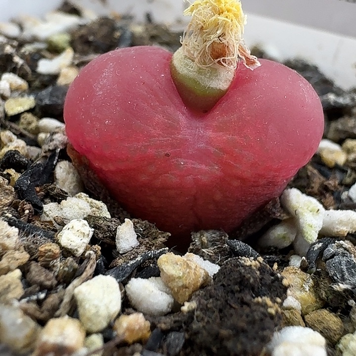 老马生石花1.8吕红1208