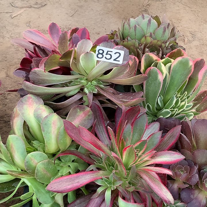 852七棵小星星多肉植物1