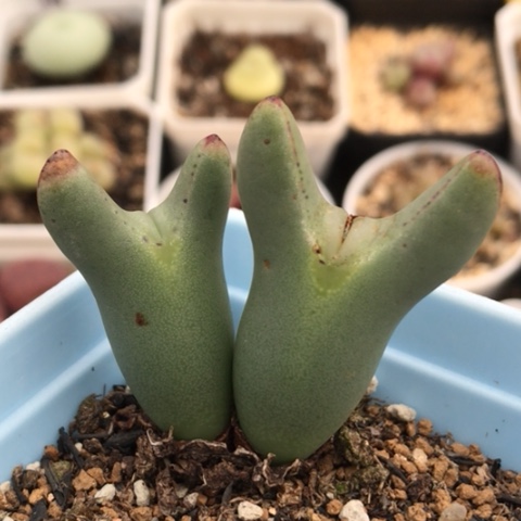 多肉肉锥 嘟嘟嘴皮卡丘