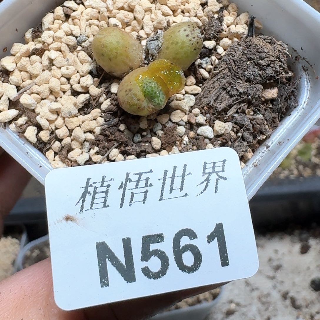 561号多肉植物哇f f
