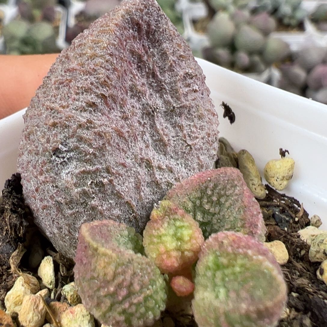 w水蜜桃有干疤特价