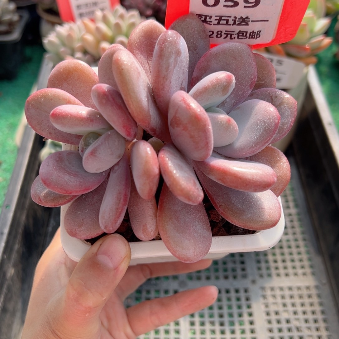 表妹精品多肉植物059.