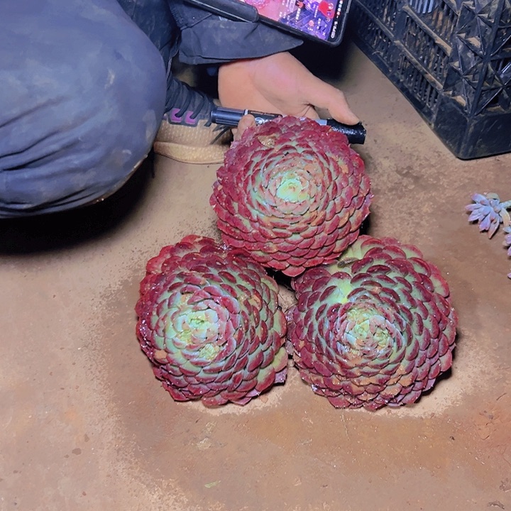 朱砂痣多肉3棵发货