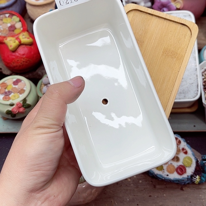 郎哥多肉生石花15-13