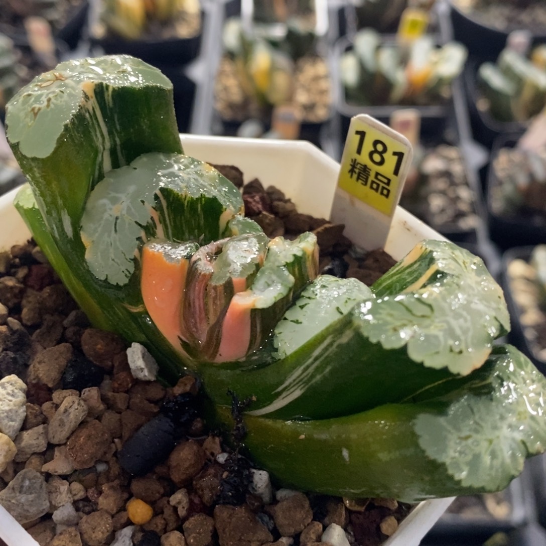 181北宅玉扇十二卷多肉