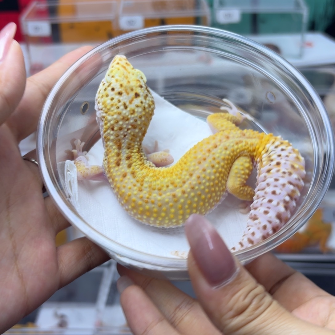 豹纹守宫暴龙妹妹 N076