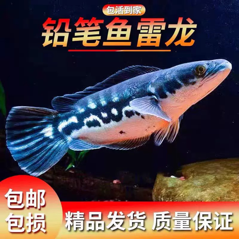 大铅笔鱼雷龙热带淡水凶猛观赏鱼苗好养耐活适合大缸饲养