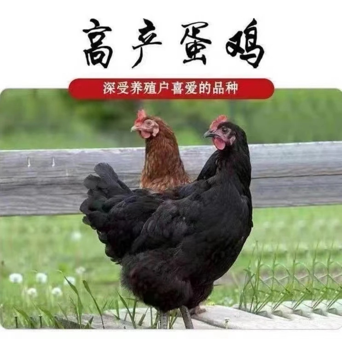 正宗散养土鸡 产蛋王黑凤笨鸡 整鸡肉质鲜美 每只3.5斤
