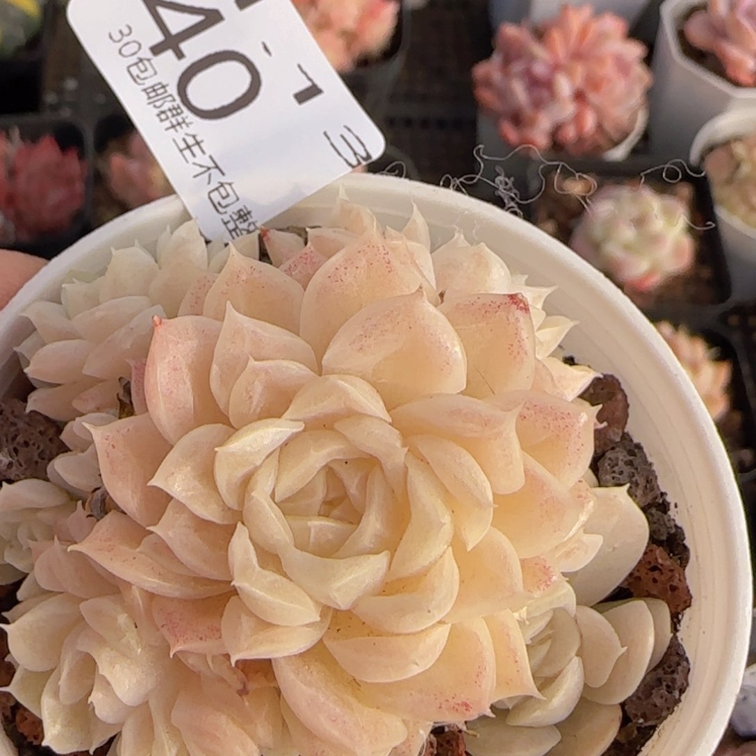 麦秆手捧一颗脱土发货