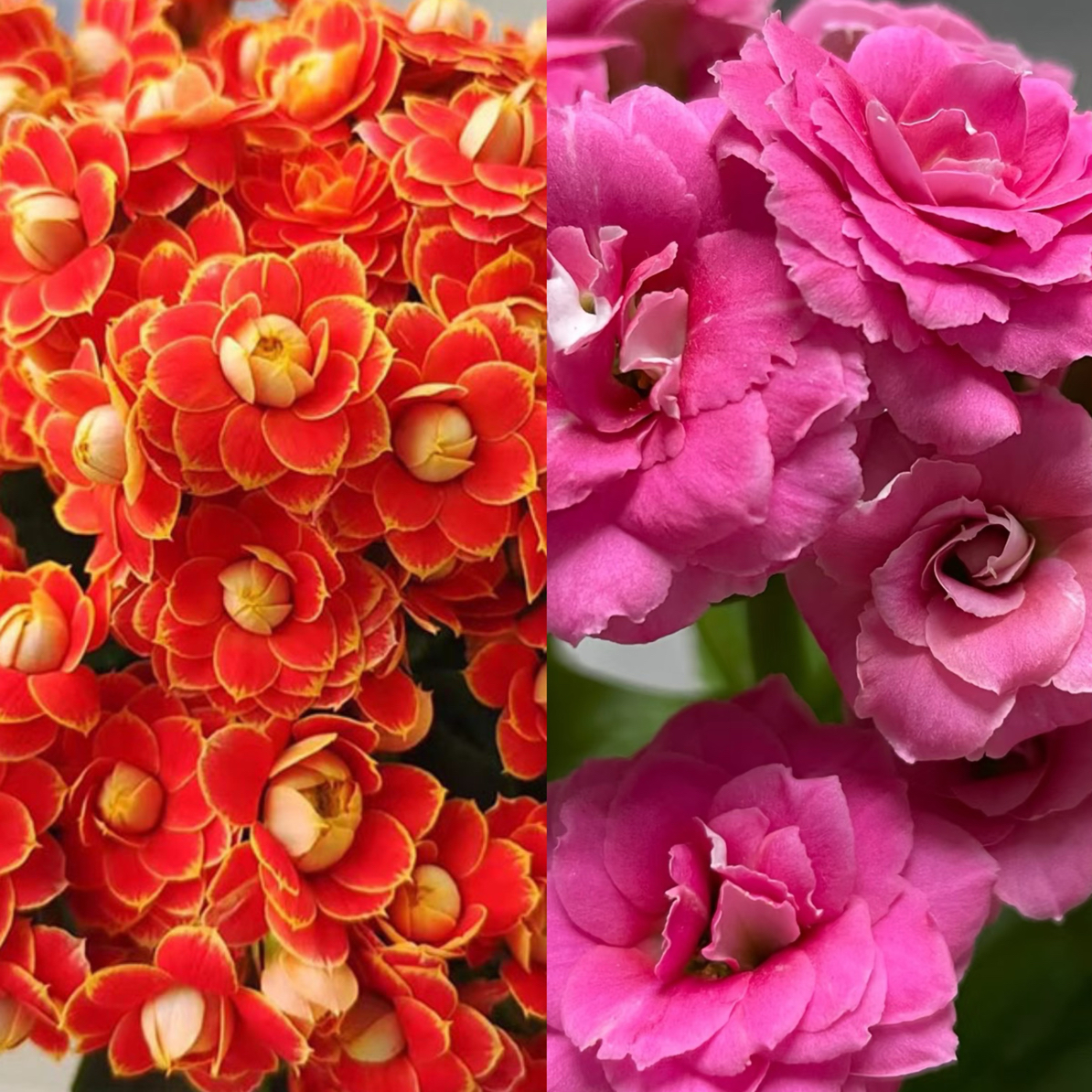 【金狐狸➕康斯特】两盆长寿花