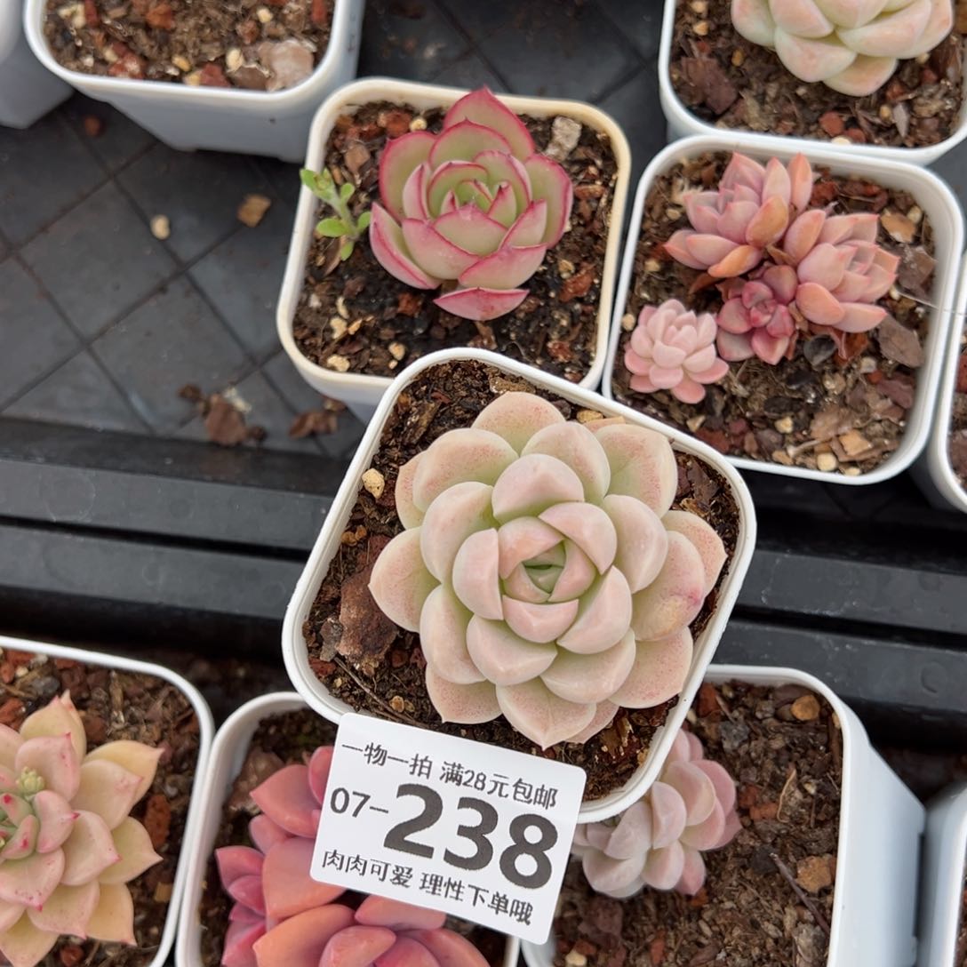 崽***鼓奶油美人多肉多肉多肉