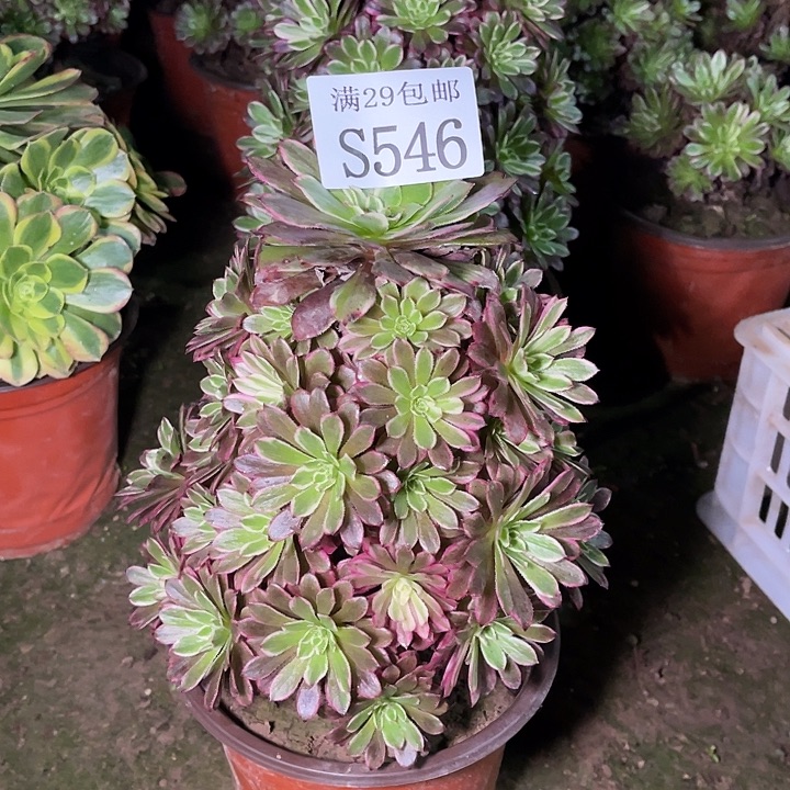 546繁星多肉植物     