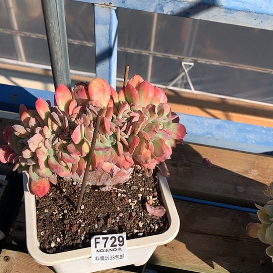 天鹅绒缀化729 亏本处理 退款拉黑7/8天发货