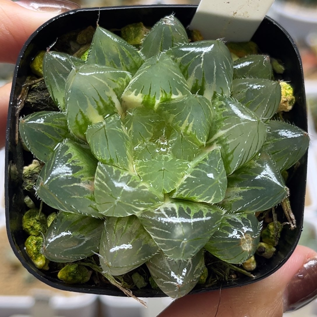 17冰魄玉露锦福利专场