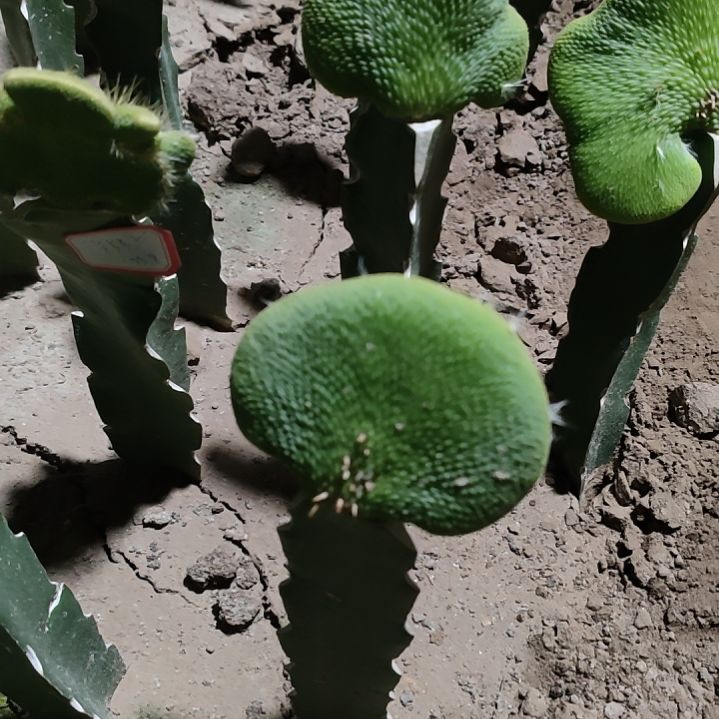 李***林仙人球青蛇缀化7538