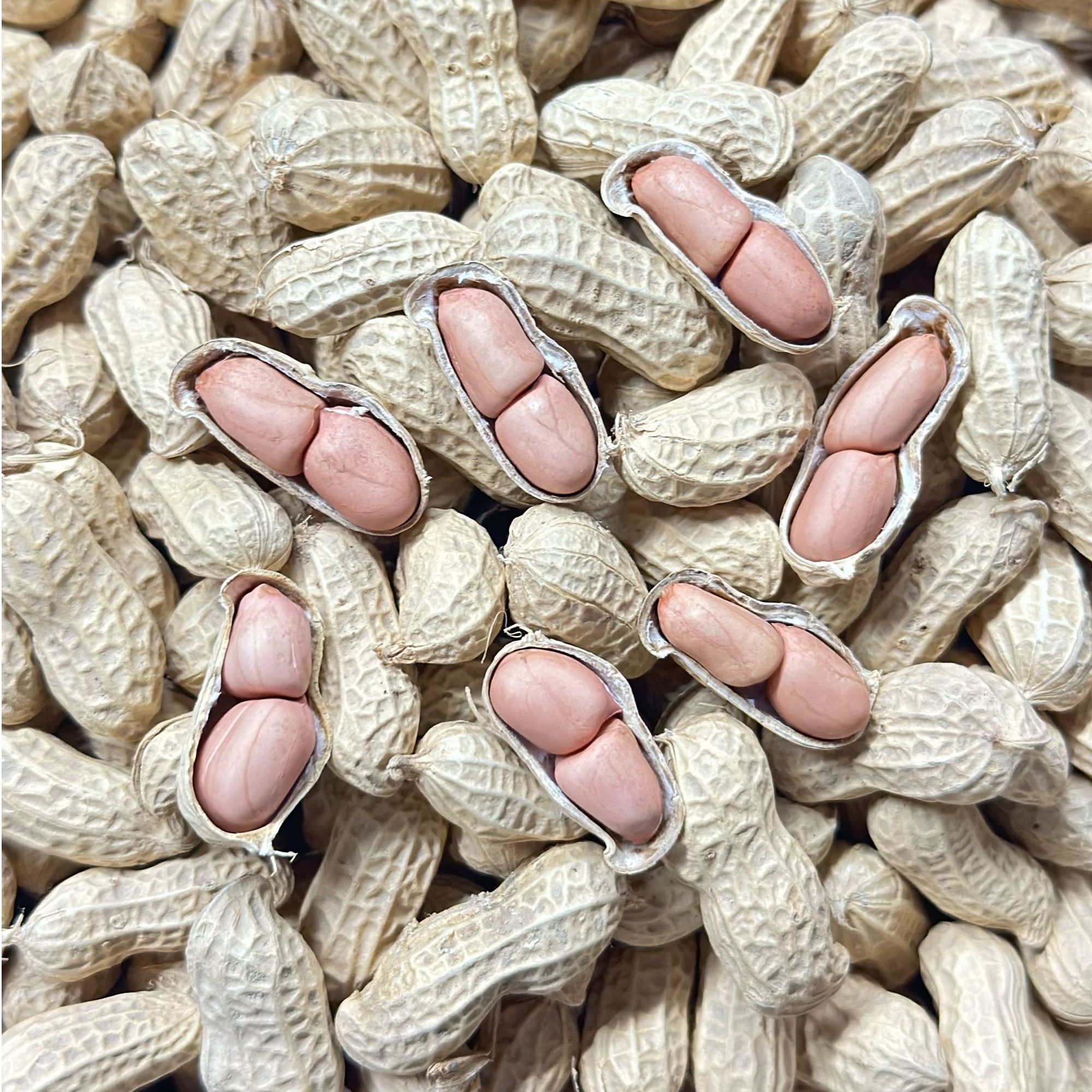 湖南新宁农家自种正宗小花生生花生晒干花生带壳新鲜花生果原味