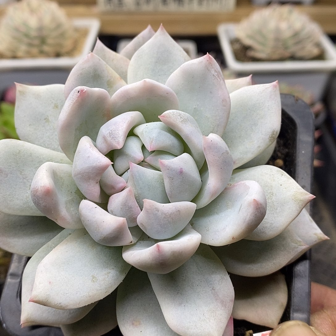 0310 粉蓝鸟覆轮锦 需延时发货