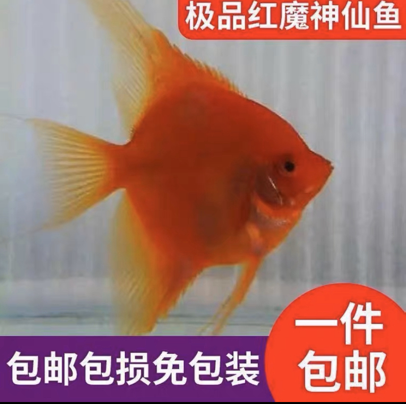 红魔鬼神仙鱼燕鱼自然发热红魔鬼燕鱼