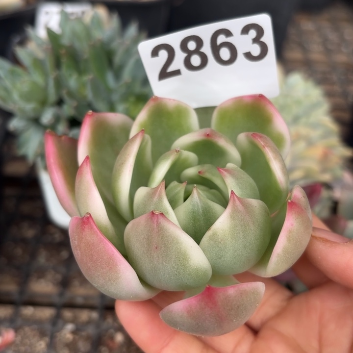 多肉头盖锦满18包邮当场凑单