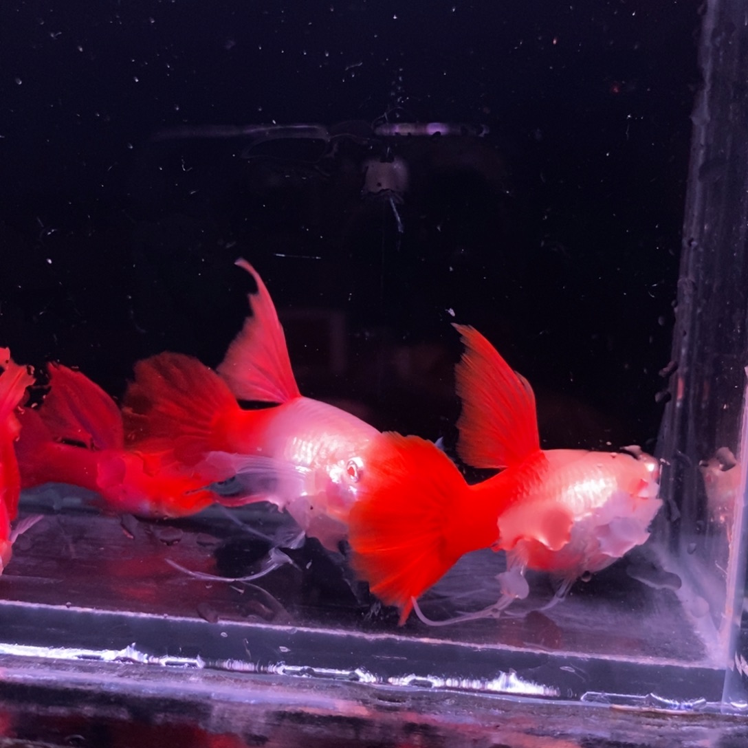 幻***阁孔雀鱼精品血红两对