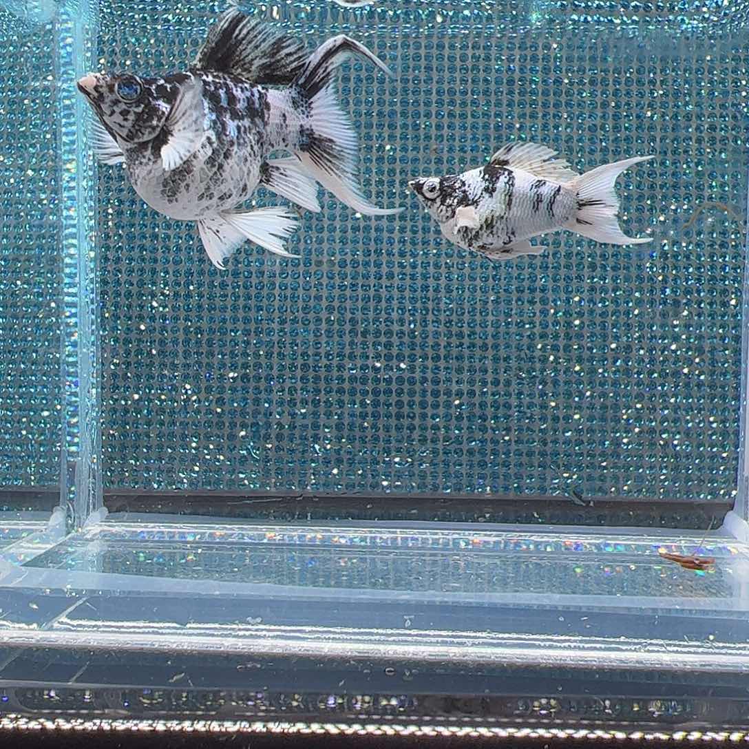 孔雀鱼水墨大种鱼钻眼