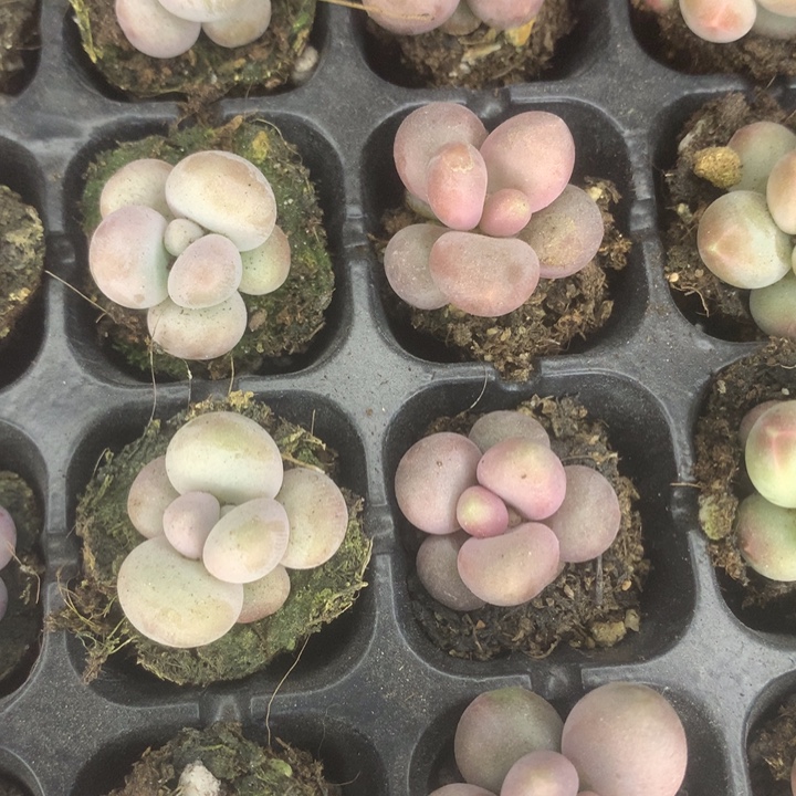 糖果7颗。包邮。多肉。